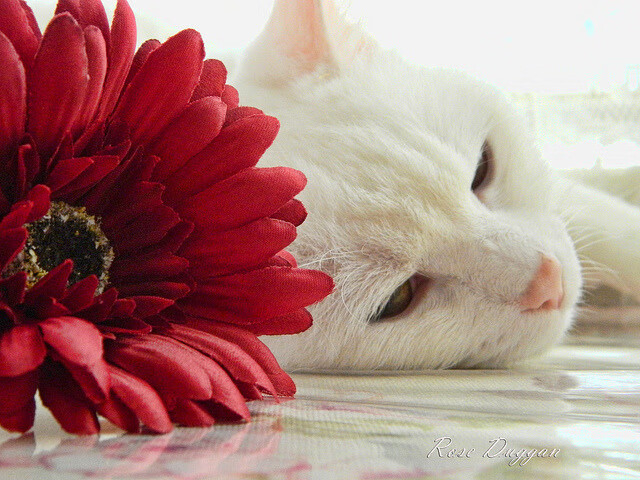 体育新闻中心发布体育新闻行业标准化建设方案，体育新闻标题怎么写